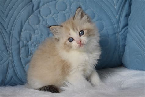 ragdoll breeders wisconsin